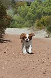 CAVALIER KING CHARLES 079